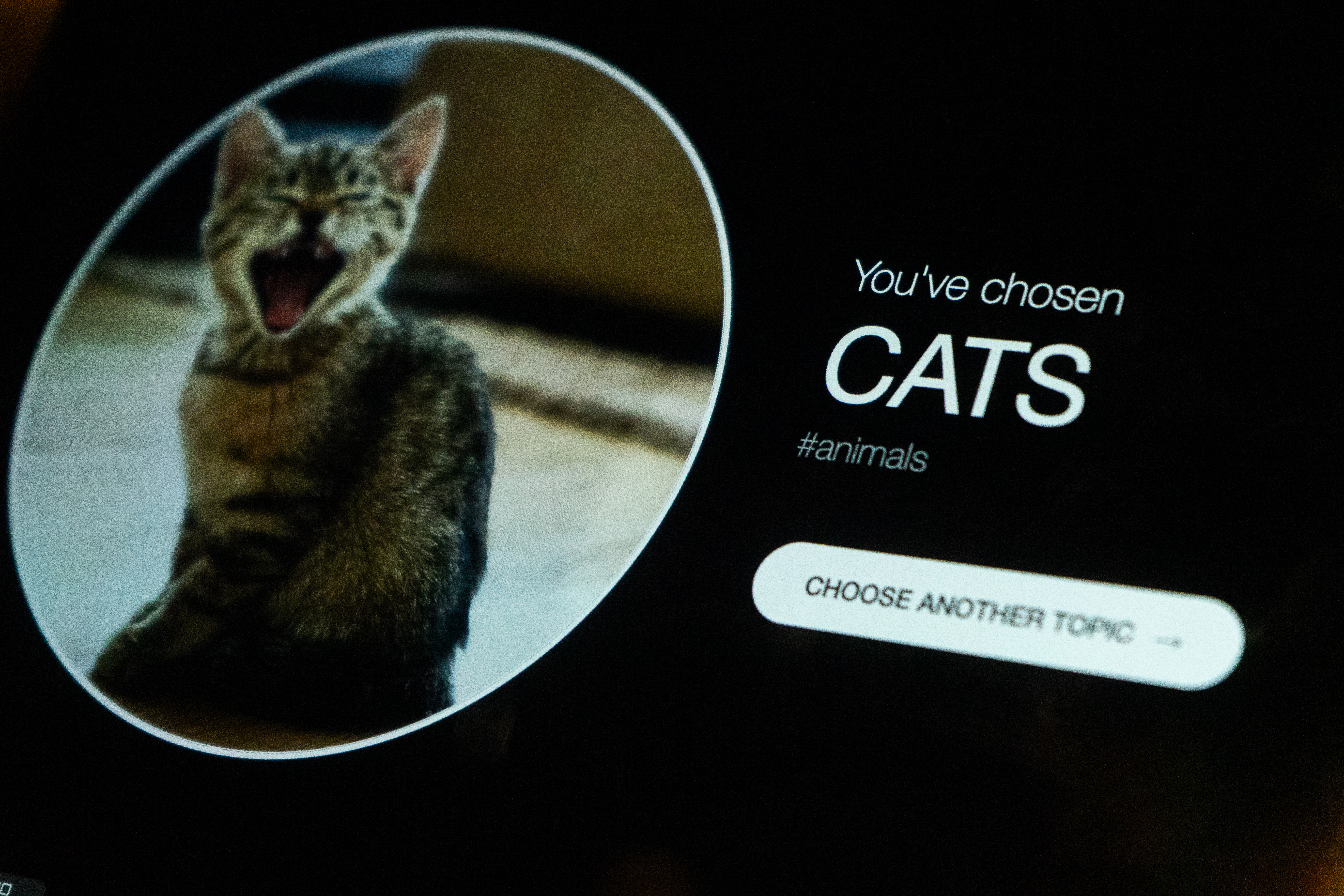 Echo chamber interface showing the selected Cats topic
